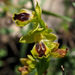 Galilean Yellow Bee-Orchid - Photo (c) Ron Frumkin, some rights reserved (CC BY-NC), uploaded by Ron Frumkin