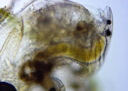 Representative image of Tretocephala