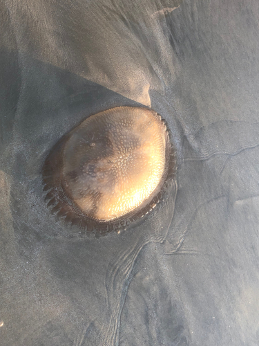 Warty Jellyfish