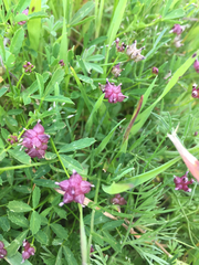 Trifolium depauperatum