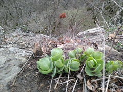 Hylotelephium caucasicum