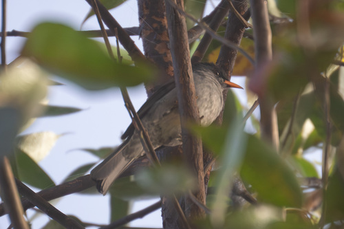Malagasy Bulbul (Hypsipetes madagascariensis), photo 2
