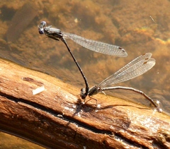 Argia translata