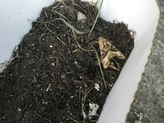 Phlogophora meticulosa