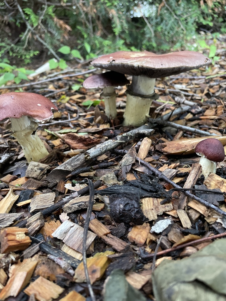 Wine-cap Stropharia · May 2026 · photo: Photo: no rights reserved · iNaturalist