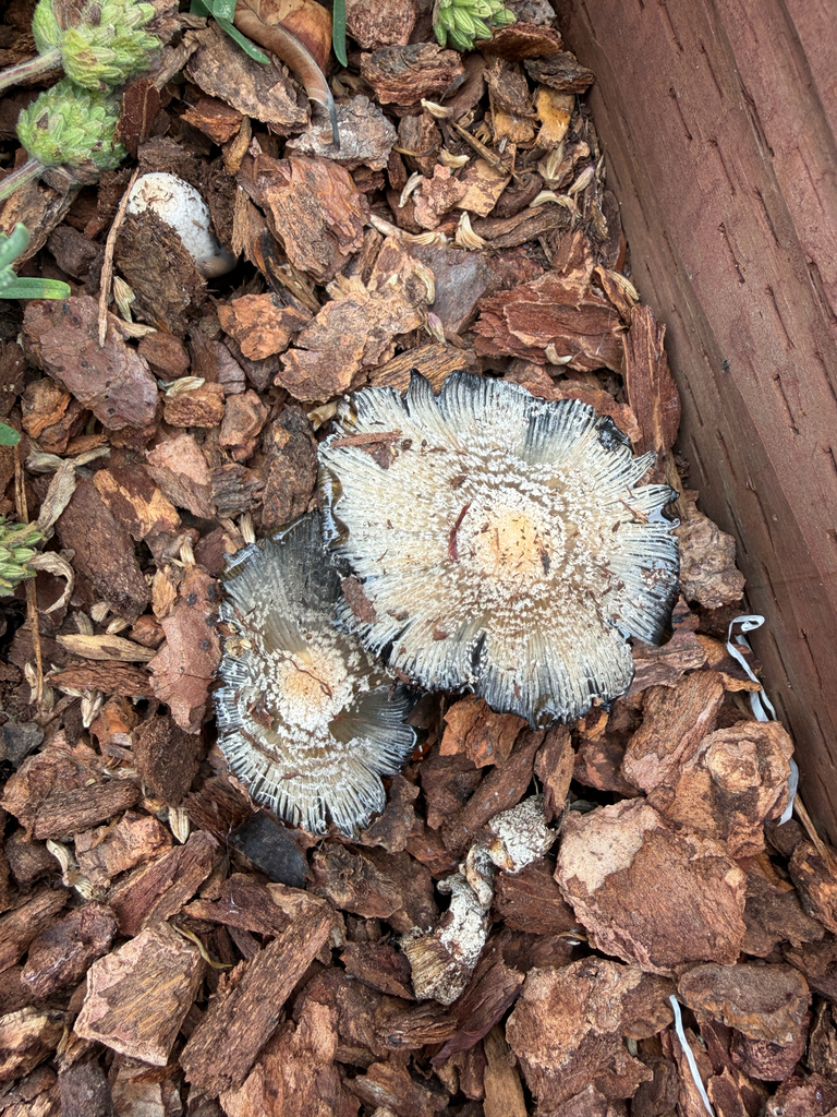 flocculose inkcap · May 2026 · photo: Photo: (c) Chris Sulots, some rights reserved (CC BY) · iNaturalist