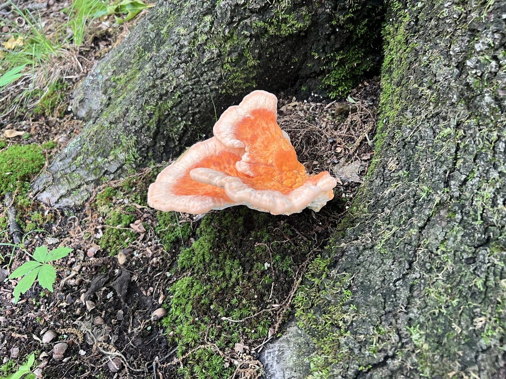 White-pored Chicken of the Woods · May 2026 · photo: Photo: (c) Brian C. Hunt, some rights reserved (CC BY) · iNaturalist
