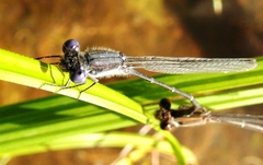 Argia translata