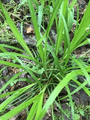 Carex grisea