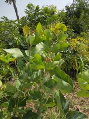 Magnoliopsida