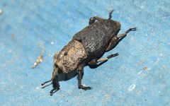 Sphenophorus rusticus