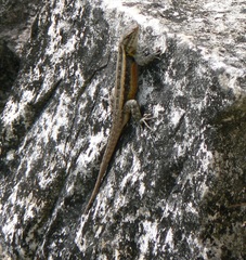 Sceloporus teapensis