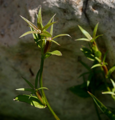 Legousia falcata