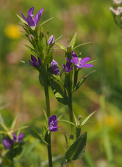 Legousia falcata