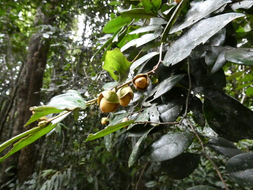 Diospyros laurina, 2026-05-25