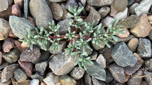 Halogeton sativus