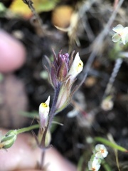 Castilleja densiflora gracilis