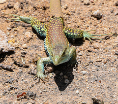 Aspidoscelis mexicanus