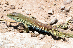 Aspidoscelis mexicanus