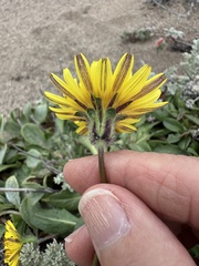 Agoseris apargioides, photograph (c) LJ Moore-McClelland, some rights reserved (CC BY)