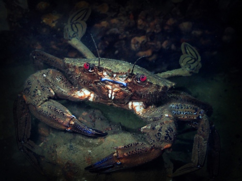 Velvet Swimming Crab, photo 2 of 10