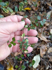 Lacebark (Hoheria angustifolia)