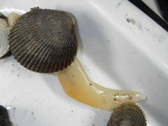 Ciliatocardium ciliatum