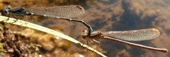 Argia sedula