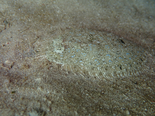Maculated flounder (Bothus maculiferus) — Bothidae