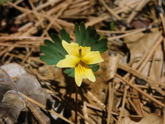 Viola sheltonii
