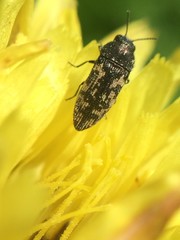 Acmaeodera neglecta neoneglecta
