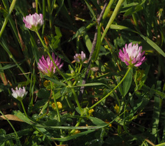 Trifolium glanduliferum