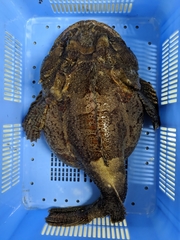 Hemitripterus bolini