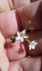 Gilia stellata