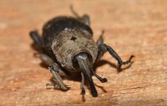 Sphenophorus rusticus