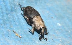 Sphenophorus rusticus