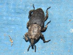 Sphenophorus rusticus