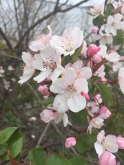 Malus