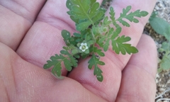 Eucrypta chrysanthemifolia bipinnatifida