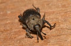 Sphenophorus rusticus