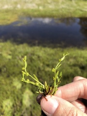 Plagiobothrys acanthocarpus
