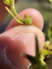 Plagiobothrys acanthocarpus