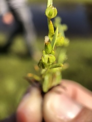 Plagiobothrys acanthocarpus