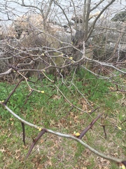 Gleditsia triacanthos