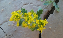 Lepidium flavum felipense