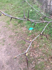 Gleditsia triacanthos
