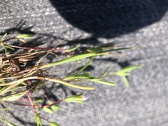 Leptosiphon pygmaeus continentalis