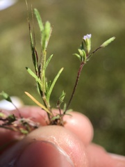Leptosiphon pygmaeus continentalis