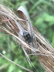 Chrysobothris chrysoela