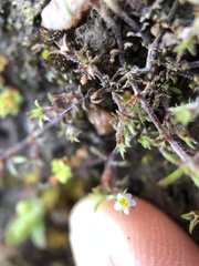 Leptosiphon pygmaeus continentalis